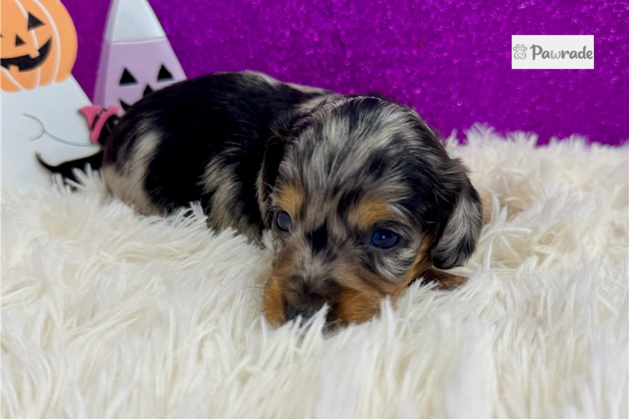Phoenix, female Mini Dachshund puppy for sale