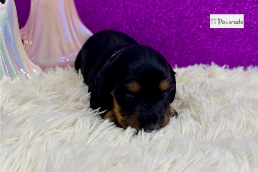 Rain - Mini Dachshund for sale