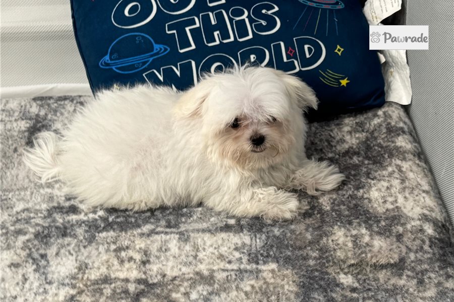 Mayhew - Maltese for sale