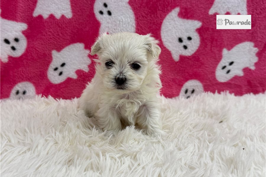 Leisel - Maltese for sale