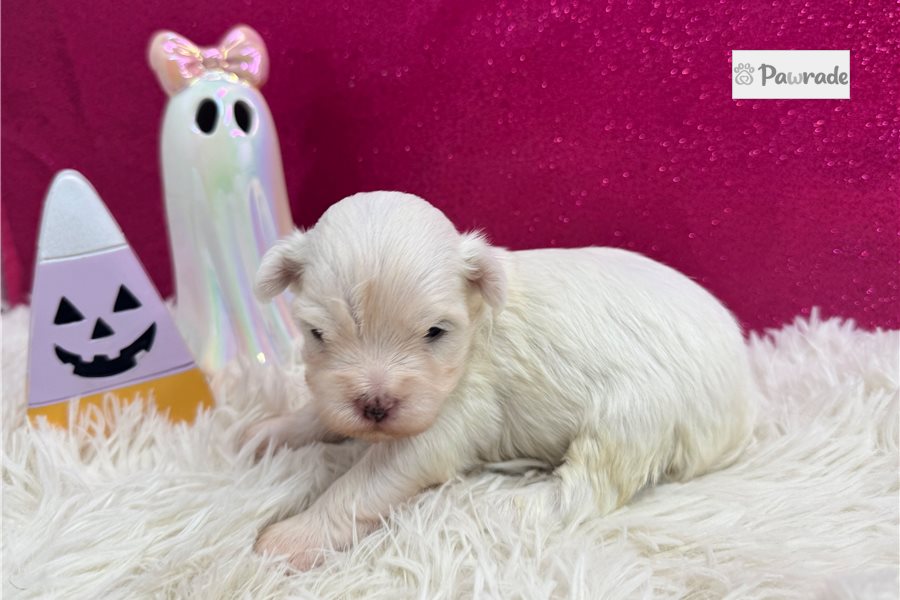 Siti - Maltese for sale