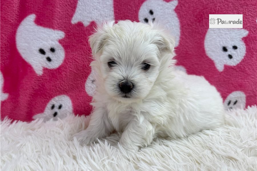 Lena - Maltese for sale
