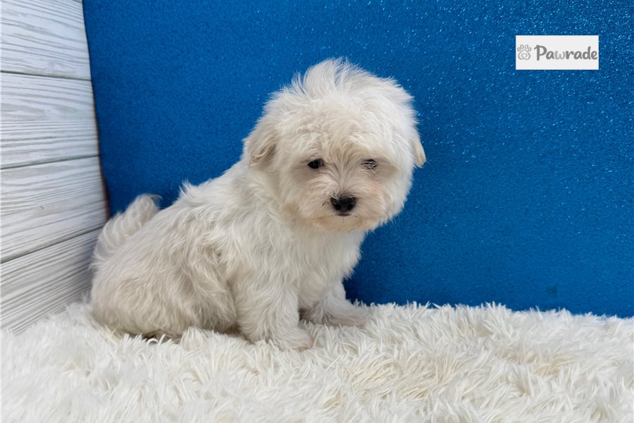 Ethan - Maltese for sale