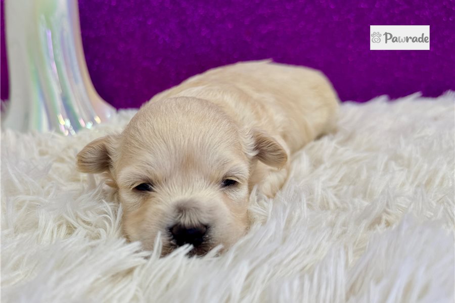 Spade - Maltipoo for sale