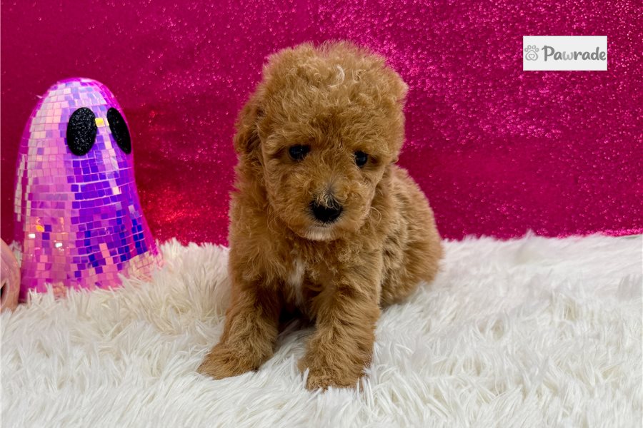 Madison - Miniature Poodle for sale
