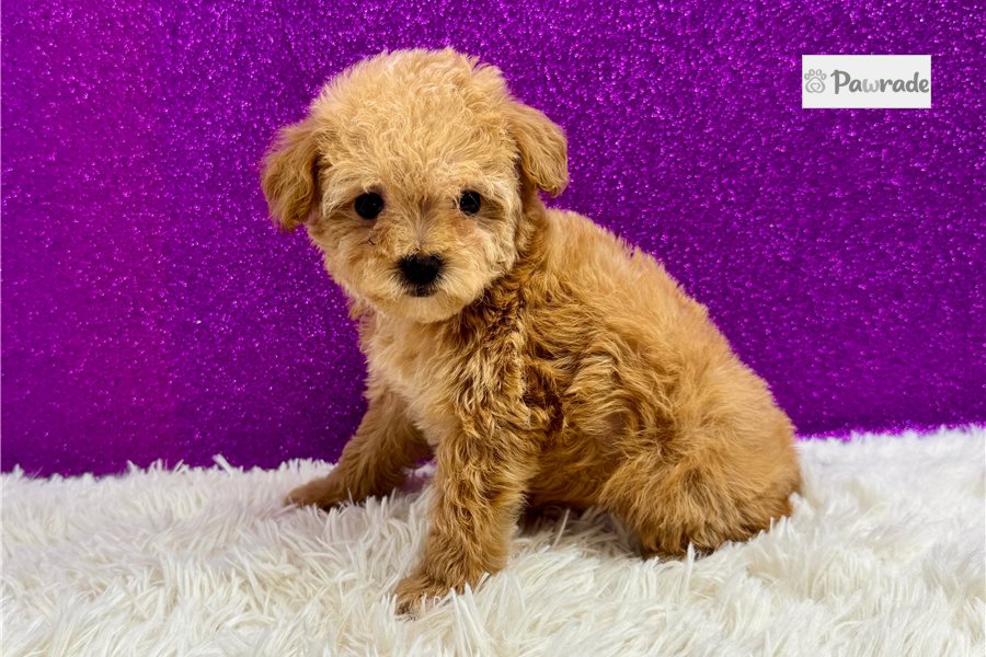 Danica - Toy Poodle for sale