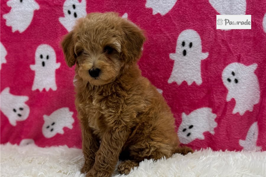 Dana - Toy Poodle for sale