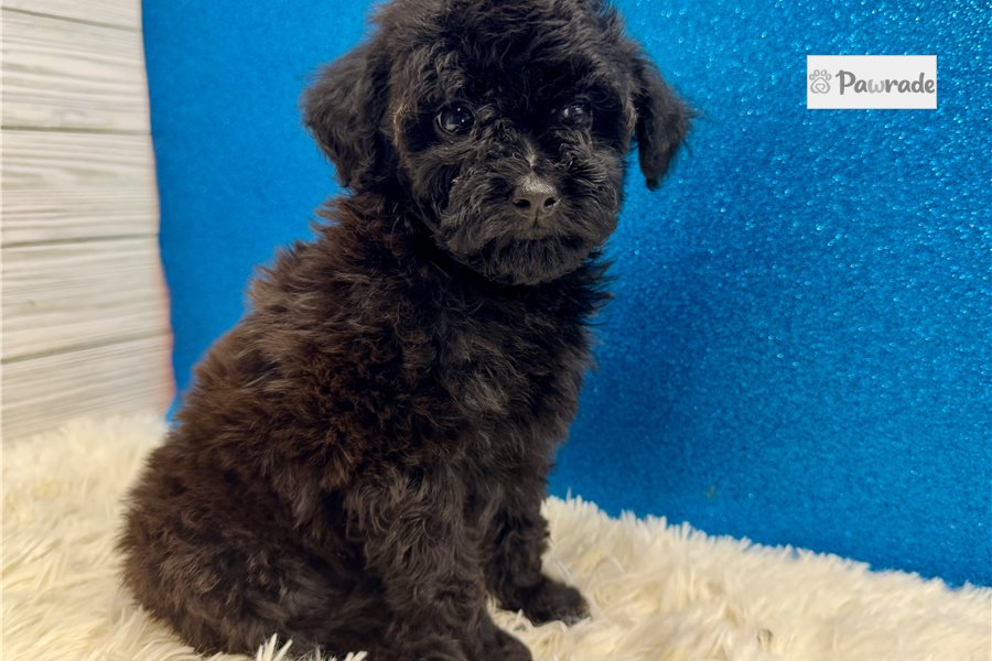 Dante - Toy Poodle for sale
