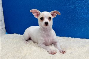Tony - Chihuahua for sale