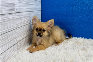 Clint - Chihuahua for sale