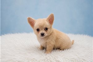 Weston - Chihuahua for sale