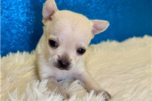 Cecil - Chihuahua for sale