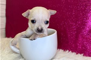 Carol - Chihuahua for sale