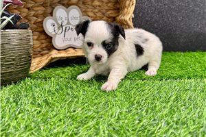 Teddy - Chihuahua for sale