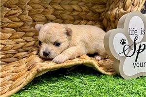 Wendy - puppy for sale