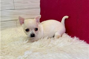 Carnation - Chihuahua for sale
