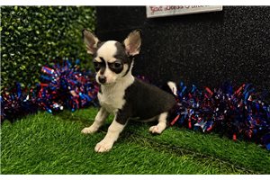 Tamara - Chihuahua for sale