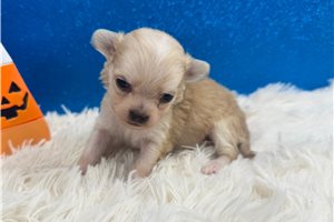 Rodrigo - puppy for sale