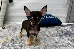 Chantilly - Chihuahua for sale