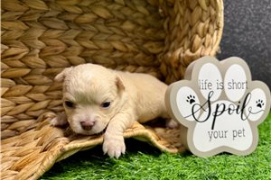 Weston - Chihuahua for sale