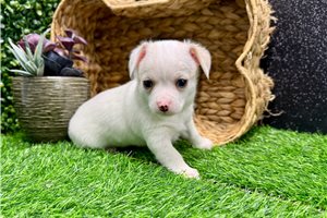 Tony - Chihuahua for sale