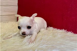 Camille - Chihuahua for sale