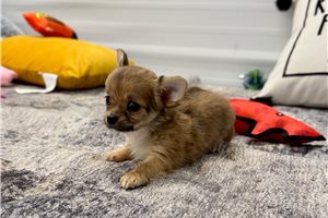 Daphne - Chihuahua for sale