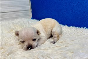 Cecil - Chihuahua for sale