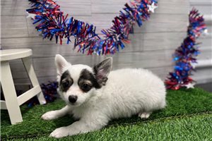 Turner - Chihuahua for sale
