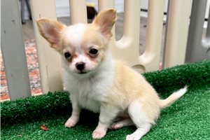 Rita - Chihuahua for sale