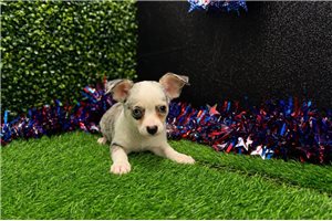 Trenton - Chihuahua for sale