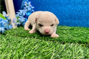 Tony - Chihuahua for sale