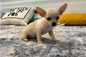 George - Chihuahua for sale