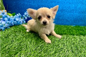 Gabrielle - Chihuahua for sale