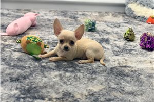 Cassius - Chihuahua for sale