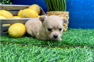 Greta - Chihuahua for sale