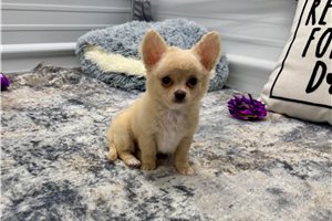 Weston - Chihuahua for sale