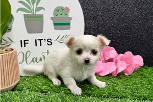 Wilma - Chihuahua for sale