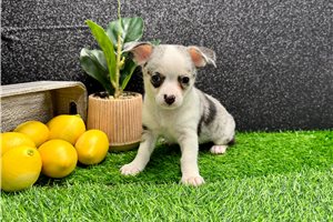 Trenton - Chihuahua for sale