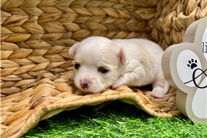 Wilma - puppy for sale