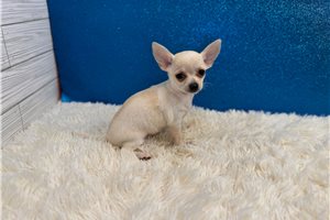 Cassius - Chihuahua for sale