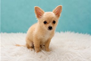 Greta - Chihuahua for sale