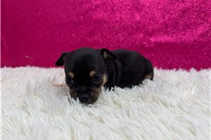 Charisma - Chihuahua for sale
