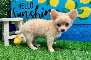 Weston - Chihuahua for sale