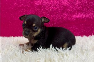 Chantilly - puppy for sale