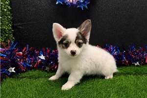 Turner - Chihuahua for sale