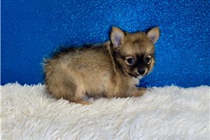 Clint - Chihuahua for sale