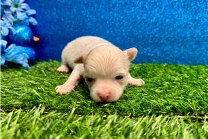 Tori - Chihuahua for sale