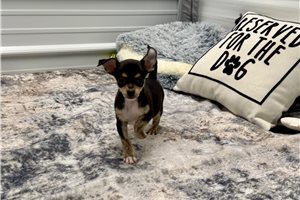 Dylan - Chihuahua for sale