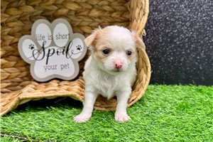 Tori - Chihuahua for sale